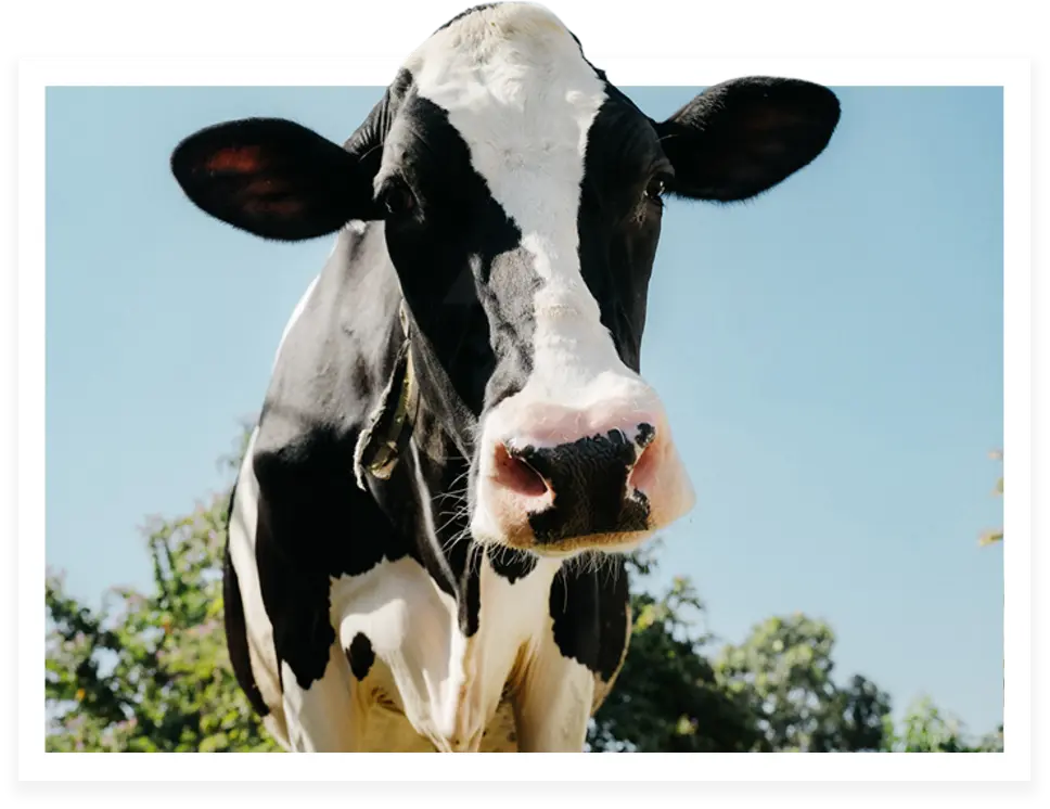 Godrej Agrovet is listed